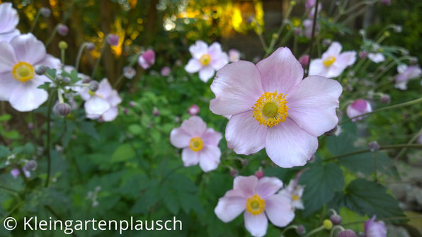 Zartrosa Blüten Herbstanemone Tomentosa
