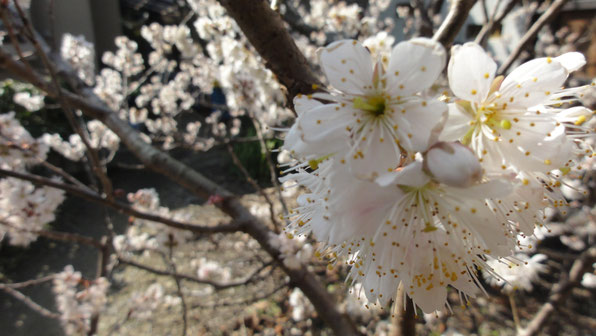 富田林　旧杉山家
