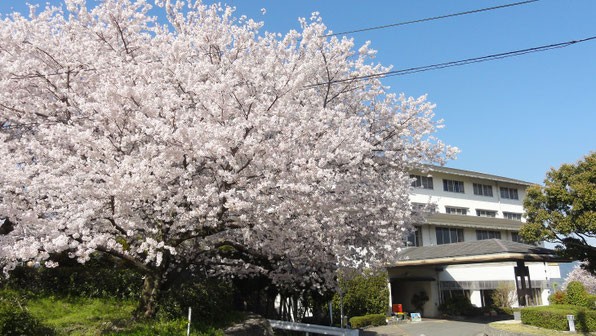 かんぽの宿富田林の桜