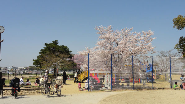 狭山池公園の桜