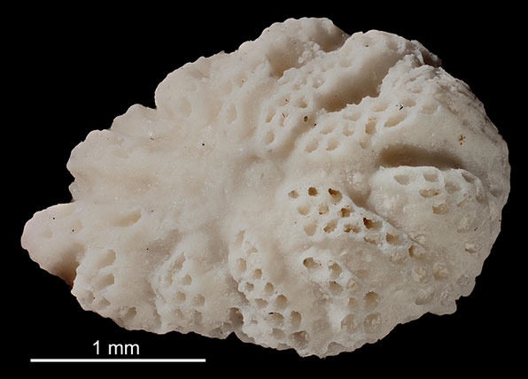 Senckenberg, Bryozoa, Bryozoen, Moostierchen, Sammlung Voigt