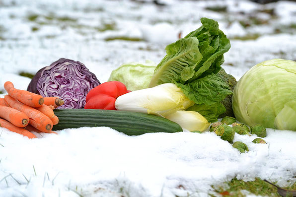 Zu sehen sind Möhren,Rotkohl, Gurke, Paprika, Gurke, Chicorée. Salat, Rosenkohl und Weiskohl.