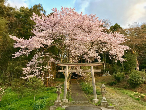 隠岐の島　京見屋分店　ブログ　春　西田の神社　桜