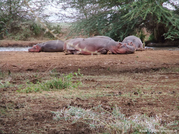 Tansania - Lake Manyara Nationalpark