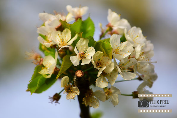 Blüte im Frühjahr 2024