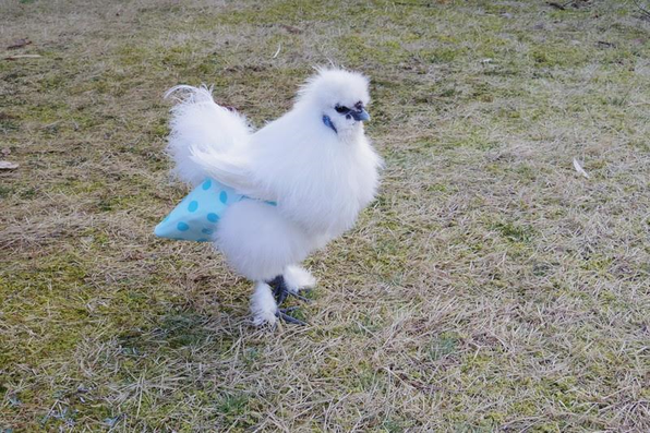 お客様の声2 CUSTOMER'S VOICE - トリトレット～鳥用おむつ～