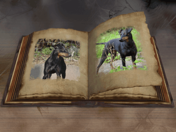 fotobuch-blättern-bilder-hunde