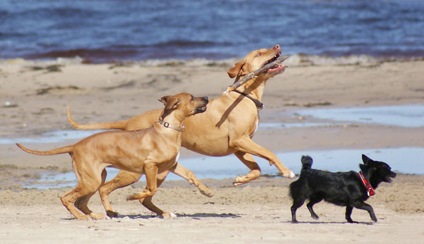 Rhodesian ridgeback puppy, happy dogs, dog care and welfare