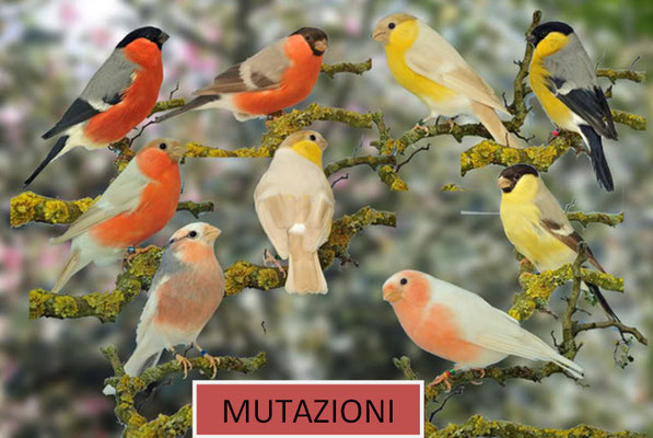 Le mutazioni dei ciuffolotti