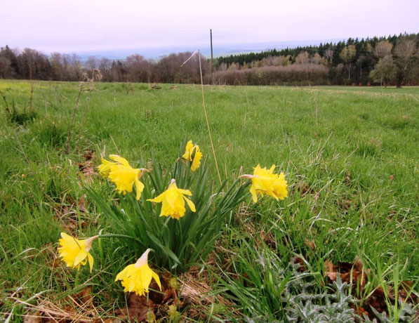 26.4.2017 - Hohenwald - Gerlinde Bahre