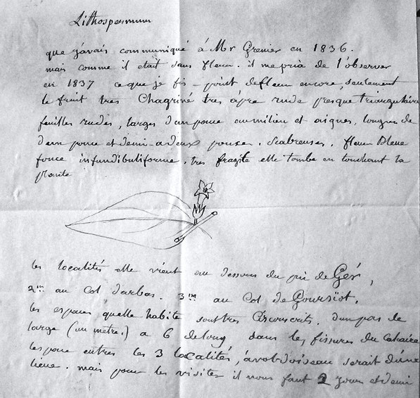 Texte accompagnant une planche d'herbier de Jussieu (MHN, Paris)