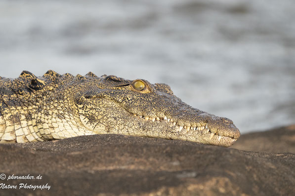 Paul Kornacker,Olympus Visionary,M.Zuiko Digital ED 150-400mm F4.5 TC1.25x IS PRO,Testbericht,Namibia,OM-D-E-M1X,Nilkrokodil