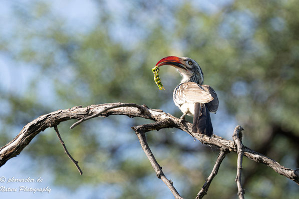 Paul Kornacker,Olympus Visionary,M.Zuiko Digital ED 150-400mm F4.5 TC1.25x IS PRO,Testbericht,Namibia,OM-D-E-M1X,Toko