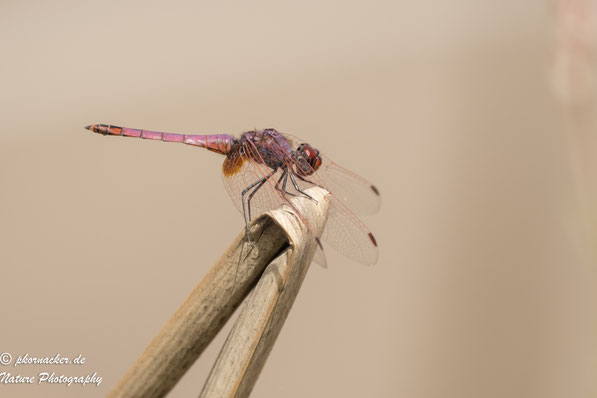 Paul Kornacker,Olympus Visionary,M.Zuiko Digital ED 150-400mm F4.5 TC1.25x IS PRO,Testbericht,Namibia,OM-D-E-M1X,Libelle,Dragon Fly