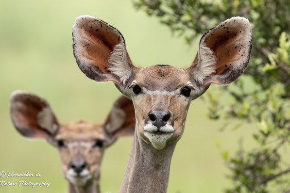 Paul Kornacker,Olympus Visionary,M.Zuiko Digital ED 150-400mm F4.5 TC1.25x IS PRO,Testbericht,Namibia,OM-D-E-M1X ,Kudu