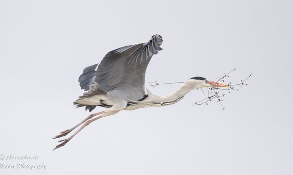 Paul Kornacker,Olympus Visionary,M.Zuiko Digital ED 150-400mm F4.5 TC1.25x IS PRO,Testbericht,Namibia,OM-D-E-M1X, Silberreiher,Bird-Tracking