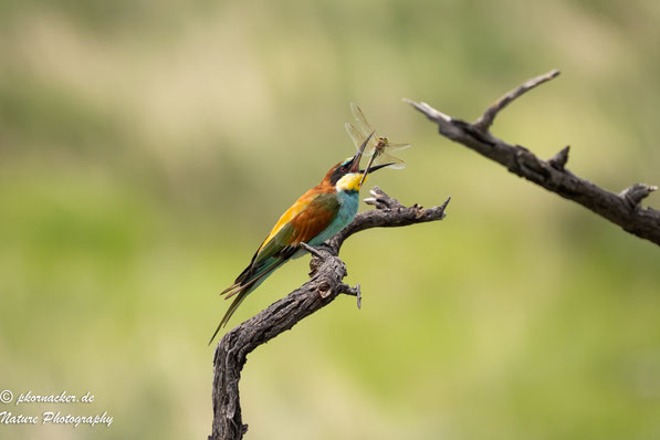 Paul Kornacker,Olympus Visionary,M.Zuiko Digital ED 150-400mm F4.5 TC1.25x IS PRO,Testbericht,Namibia,OM-D-E-M1X,Bienenfresser, Bee eater