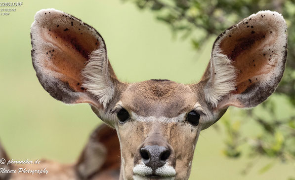 Paul Kornacker,Olympus Visionary,M.Zuiko Digital ED 150-400mm F4.5 TC1.25x IS PRO,Testbericht,Namibia,OM-D-E-M1X ,Kudu