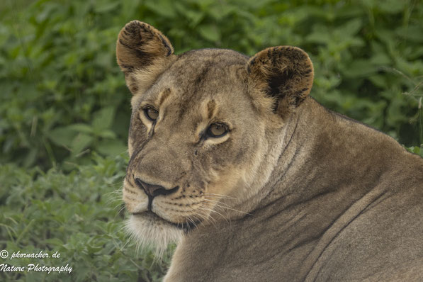 Paul Kornacker,Olympus Visionary,M.Zuiko Digital ED 150-400mm F4.5 TC1.25x IS PRO,Testbericht,Namibia,OM-D-E-M1X,Loewe,Lion