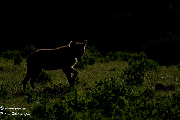 Paul Kornacker,Olympus Visionary,M.Zuiko Digital ED 150-400mm F4.5 TC1.25x IS PRO,Testbericht,Namibia,OM-D-E-M1X,Hyaene