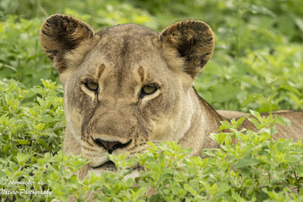 Paul Kornacker,Olympus Visionary,M.Zuiko Digital ED 150-400mm F4.5 TC1.25x IS PRO,Testbericht,Namibia,OM-D-E-M1X,Loewe,Lion