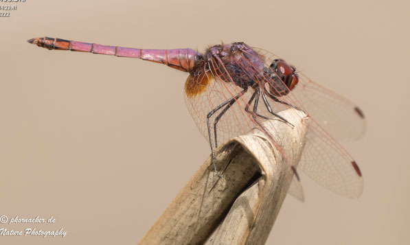 Paul Kornacker,Olympus Visionary,M.Zuiko Digital ED 150-400mm F4.5 TC1.25x IS PRO,Testbericht,Namibia,OM-D-E-M1X,Libelle,Dragon Fly