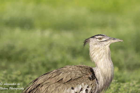 Paul Kornacker,Olympus Visionary,M.Zuiko Digital ED 150-400mm F4.5 TC1.25x IS PRO,Testbericht,Namibia,OM-D-E-M1X,Riesentrappe,Kori Bustard