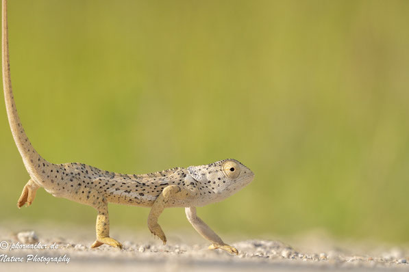 Paul Kornacker,Olympus Visionary,M.Zuiko Digital ED 150-400mm F4.5 TC1.25x IS PRO,Testbericht,Namibia,OM-D-E-M1X,Chamaeleon, Chamaeleo dilepis