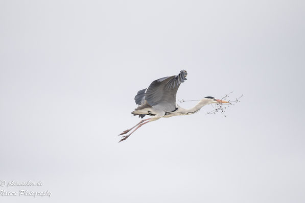 Paul Kornacker,Olympus Visionary,M.Zuiko Digital ED 150-400mm F4.5 TC1.25x IS PRO,Testbericht,Namibia,OM-D-E-M1X, Silberreiher,Bird-Tracking