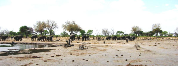 Fliehende Elefantenherde