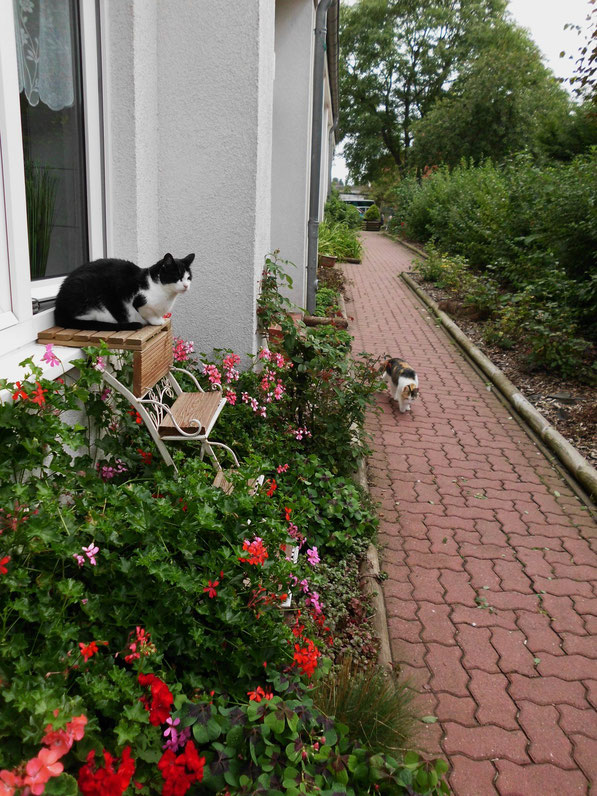 unsere zwei Stubentiger beim Spätsommerausgang 2013