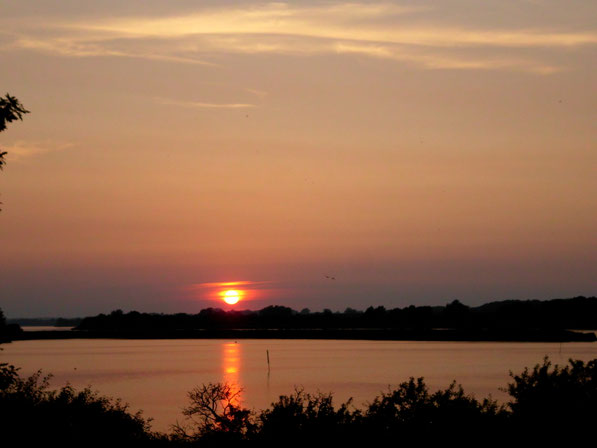 SONNENUNTERANG  AM    DASSOWER SEE  IM AUGUST