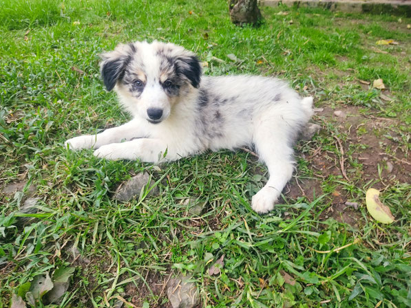 MACHITO BORDER COLLIE BLUE MERLE TRICOLOR 