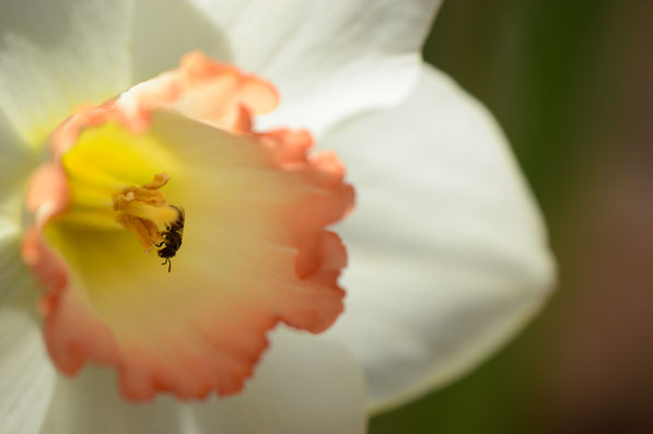 narcissus Pink Charm with small bee