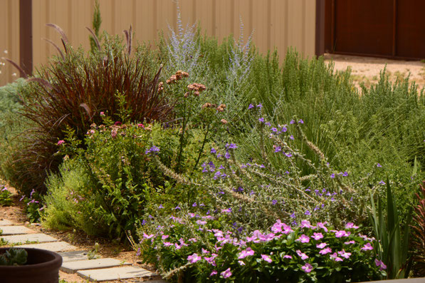 small sunny garden, desert garden, amy myers, photography, garden photography, tuesday view