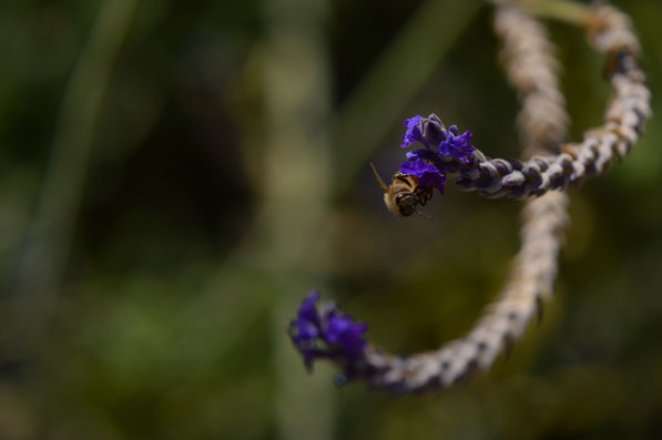 Lavandula multifida with bee