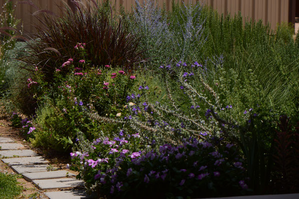 small sunny garden, desert garden, garden blog, amy myers tuesday view, 