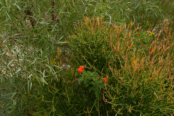 Lantana with Euphorbia Sticks on Fire