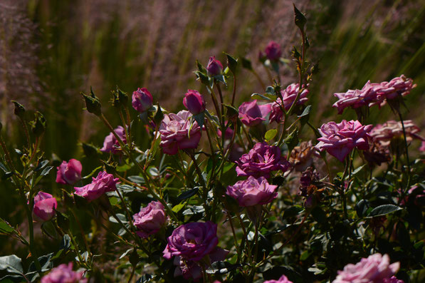 lavender miniature rose