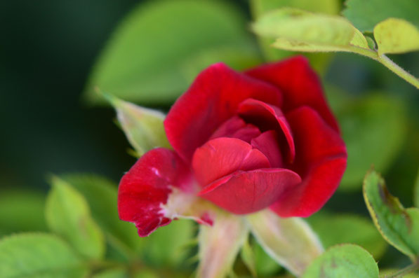 miniature rose daniela