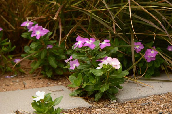 small sunny garden, desert garden, amy myers, photography, garden blog, summer