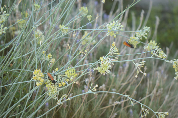 asclepias subulata with pepsis wasps