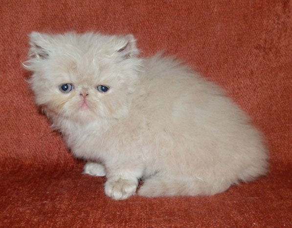 Gatitos 2012 Pagina Jimdo De Brigantium