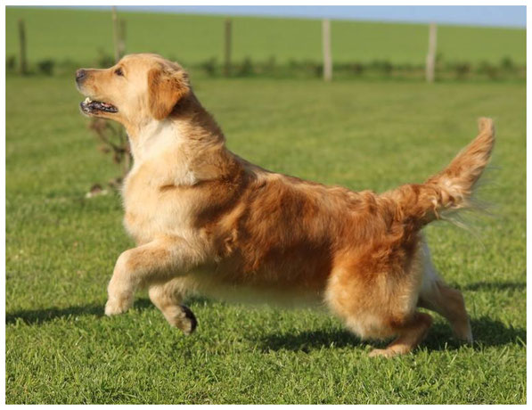 C H Highest Honore Des Jardins D Epona Chiots Golden Retrievers