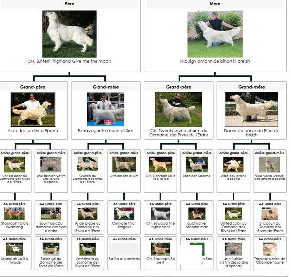 Cliquer sur le pédigrée afin de l 'agrandir