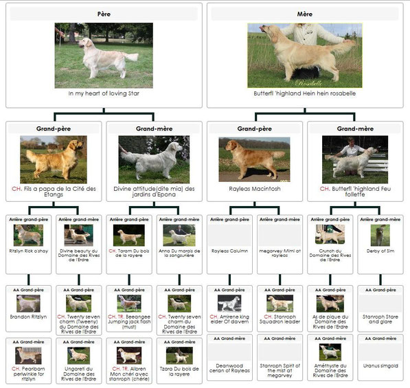 Cliquer sur le pédigrée afin de l 'agrandir