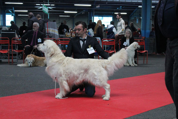 CACIB 1er exc classe Champion Butterfl'Highland Give me the Moon