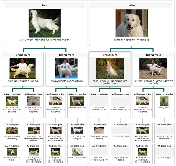 Cliquer sur le pédigrée afin de l 'agrandir 