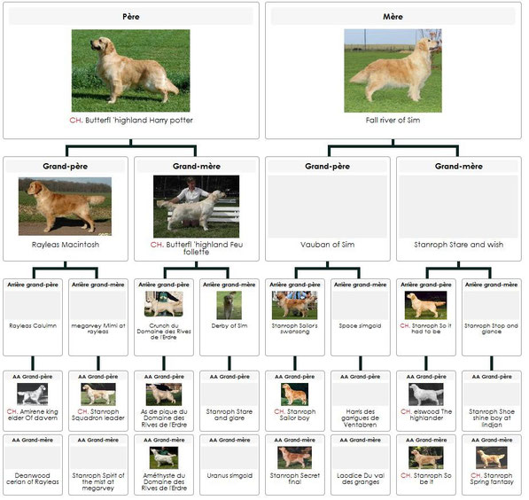 Cliquer sur le pédigrée afin de l agrandir