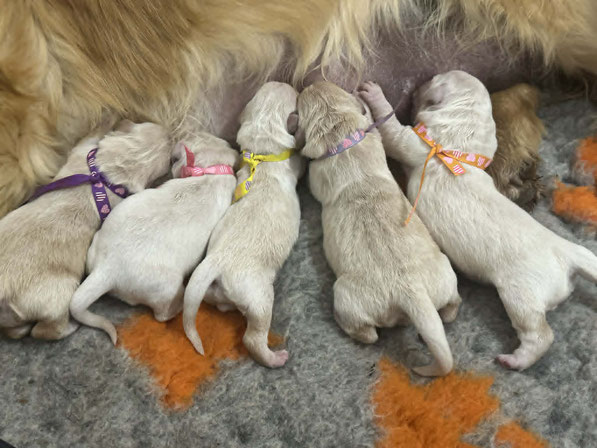 Les Filles ,Collier Violet ,Rose ,Jaune,Parme et Orange